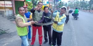 Ular Piton Berkeliaran di Tengah Kota Prabumulih