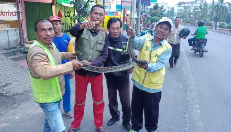 Ular Piton Berkeliaran di Tengah Kota Prabumulih