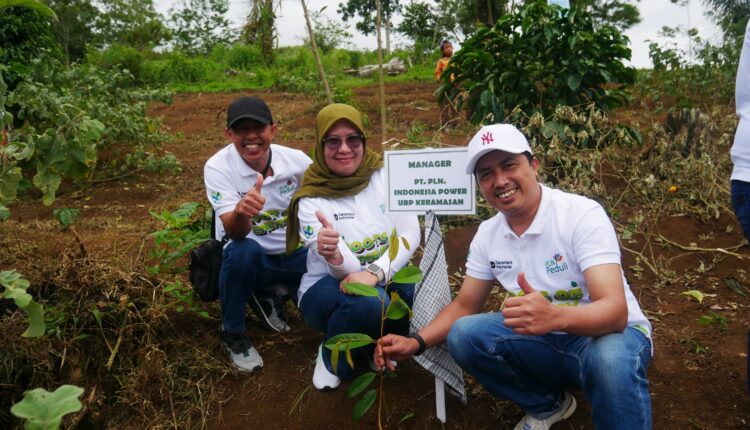 PLN UID S2JB Tanam 3.000 Pohon di Rejang Lebong, Upaya Perkuat Ekologi dan Harapan Ekonomi Warga