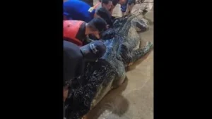 Buaya Besar di Inhil Tewas, Setelah Dibedah Isi Perutnya Mengejutkan