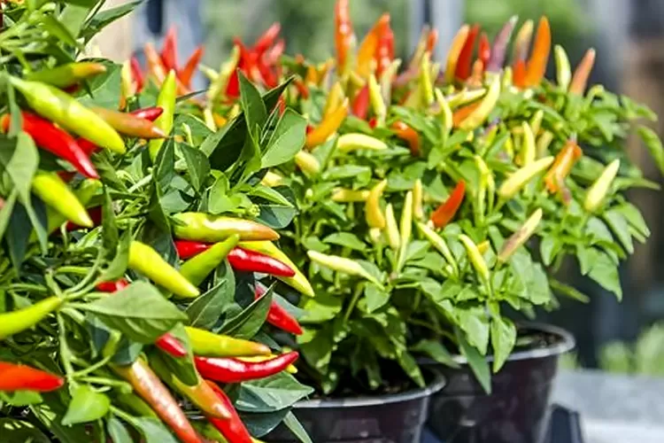 Cara Tanam Cabe dalam Polybag di Pekarangan Rumah untuk Hasil Buah Memuaskan