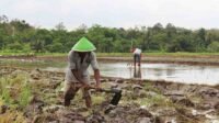 Tips dan Trik Strategi Kuat "Mencangkul Sawah Sepetak" untuk Istri Bahagia