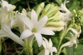 "Obat Sedap Malam" "Obat Sedap Malam"