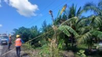Hadapi Cuaca Ekstrem, PLN UP3 Bengkulu Perkuat Keandalan Jaringan Listrik melalui Pemeliharaan Vegetasi Hadapi Cuaca Ekstrem, PLN UP3 Bengkulu Perkuat Keandalan Jaringan Listrik melalui Pemeliharaan Vegetasi