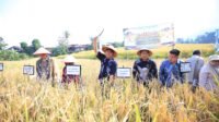 Upaya Perkuat Ketahanan Pangan Sumsel, Geybernur Dorong Inovasi Padi Lokal Semende Bersama BRIN dan BRIDA Upaya Perkuat Ketahanan Pangan Sumsel, Geybernur Dorong Inovasi Padi Lokal Semende Bersama BRIN dan BRIDA